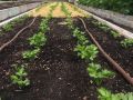 celery-sprouting-greenhouse-1