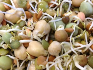 Our mix of sprouted garbanzo beans, green peas and lentils.