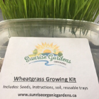 Grow-Kit Wheatgrass $5